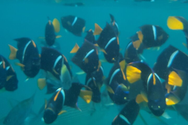 private tour snorkeling the arcos de mismaloya - Image 2