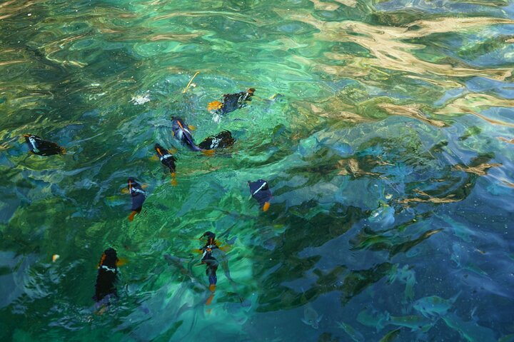 private tour snorkeling the arcos de mismaloya - Image 3