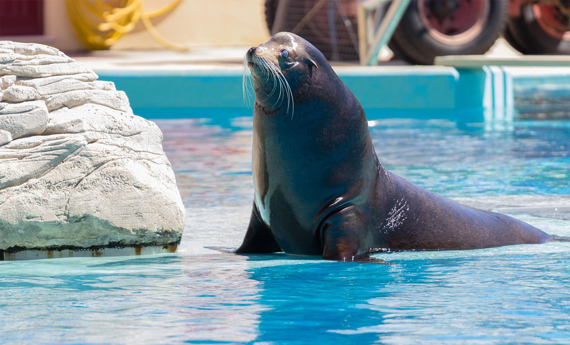 Sea Lion Encounter and Water Park - Image 1