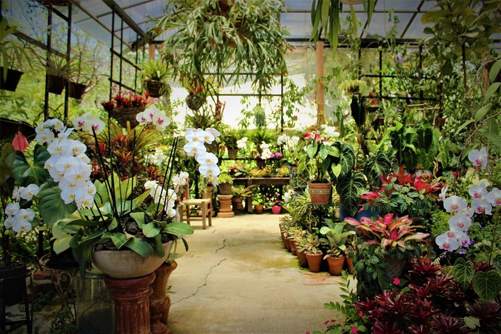 Vallarta Botanical Garden and Tequila Tasting from Puerto Vallarta - Image 1