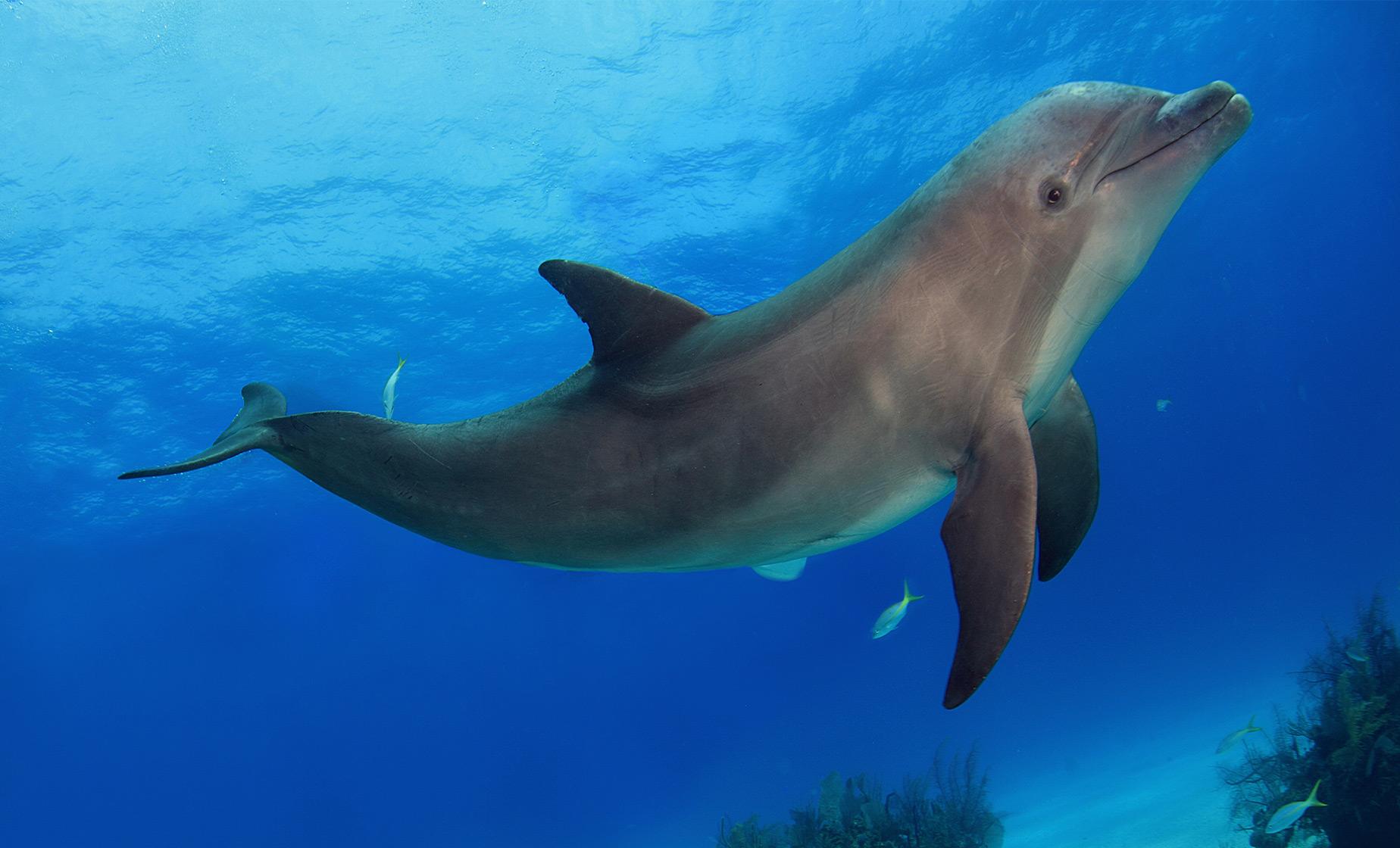 Wild Dolphins and Eco Snorkel