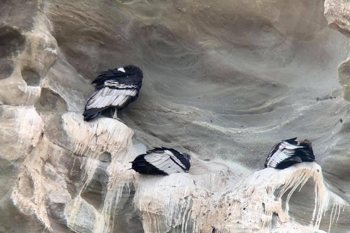 Condor sighting + lunch Cruises - Image 2