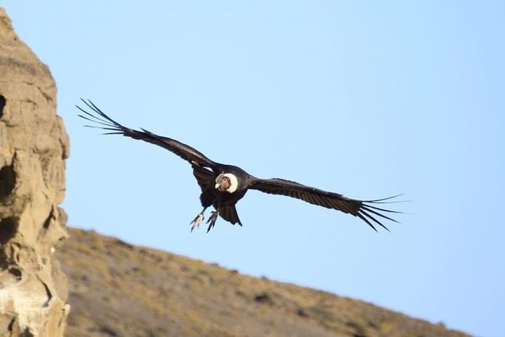Condor sighting + lunch Cruises - Image 1
