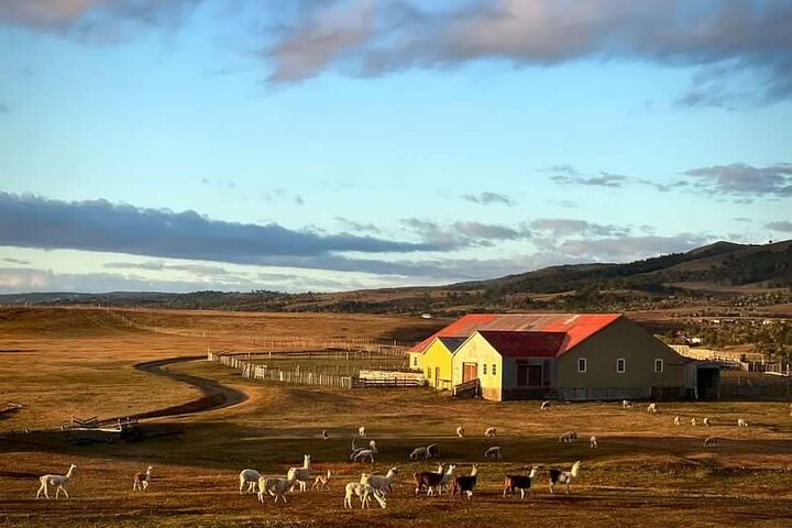Estancia ,de la comuna de Laguna Blanca  - Image 1