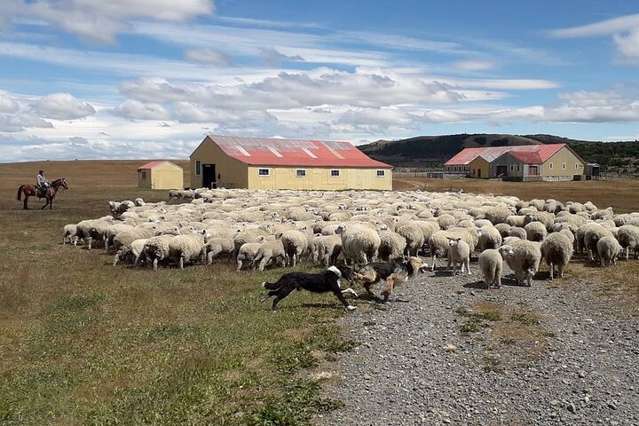 Estancia ,de la comuna de Laguna Blanca  - Image 4