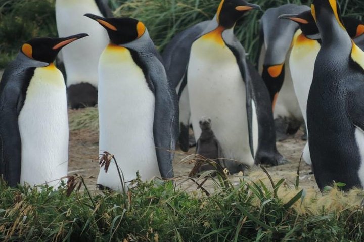 FULL DAY KING PENGUIN COLONY (private tours) - Image 1