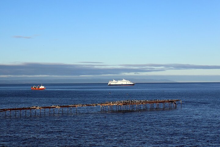 Magallanes Reserva and City Tour. Private Shore Excursion. - Image 5