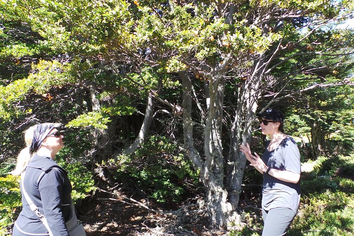 Patagonian Forest Full-Day Hike - Image 3