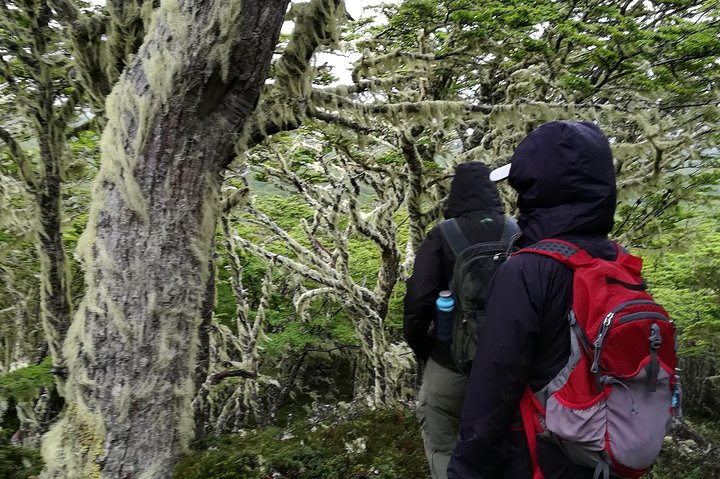 Patagonian Forest Half-Day Hike - Image 4