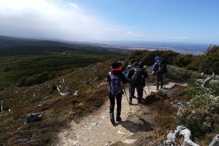 Patagonian Forest Half-Day Hike - Image 1
