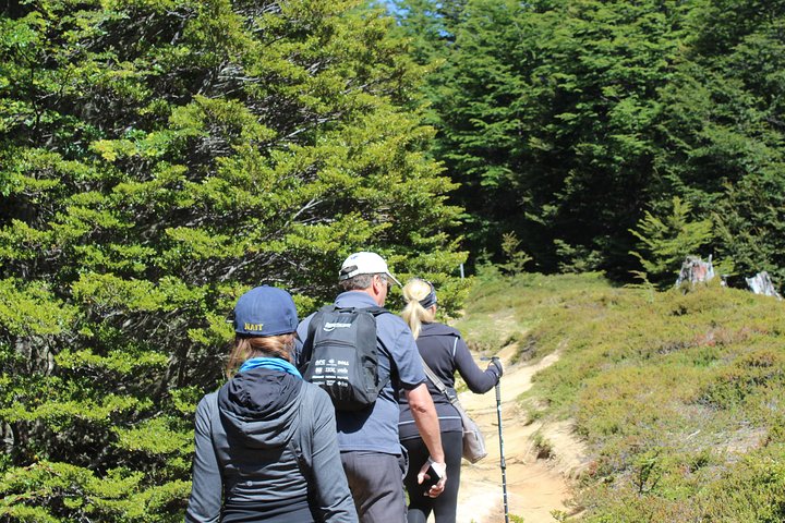Patagonian Forest Half-Day Hike - Image 2