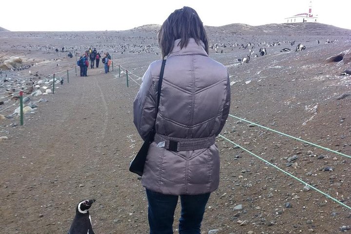 Penguins Reserve at Magdalena in the Strait of Magellan - Image 1