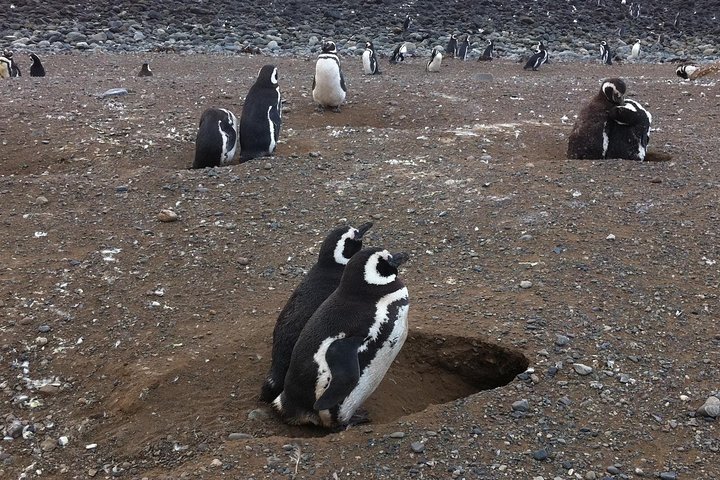 Penguins Reserve at Magdalena in the Strait of Magellan - Image 3