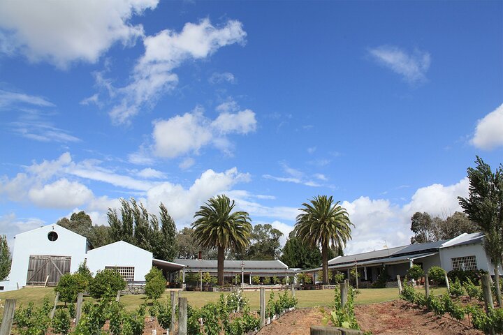 Wine Lovers - Punta Wine Experience - Image 5