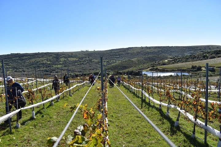 Wine Lovers - Visit a Hidden Vineyard off the beaten track - Image 3