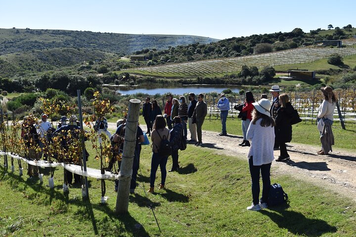 Wine Lovers - Visit a Hidden Vineyard off the beaten track - Image 4