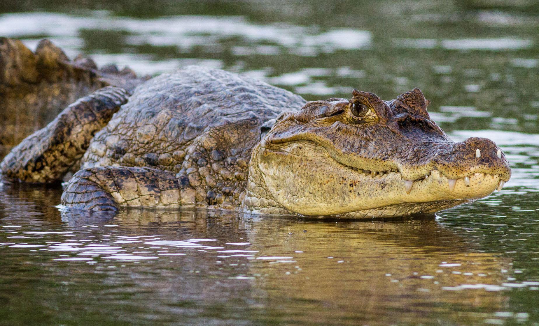 Amazing Wildlife and Rainforest Canopy Adventure - Image 1