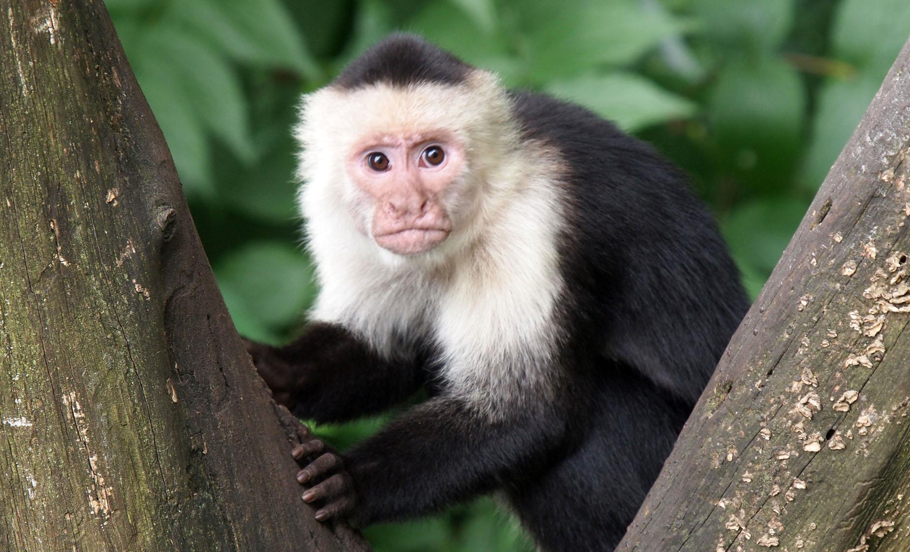 Best of Costa Rica - Image 1