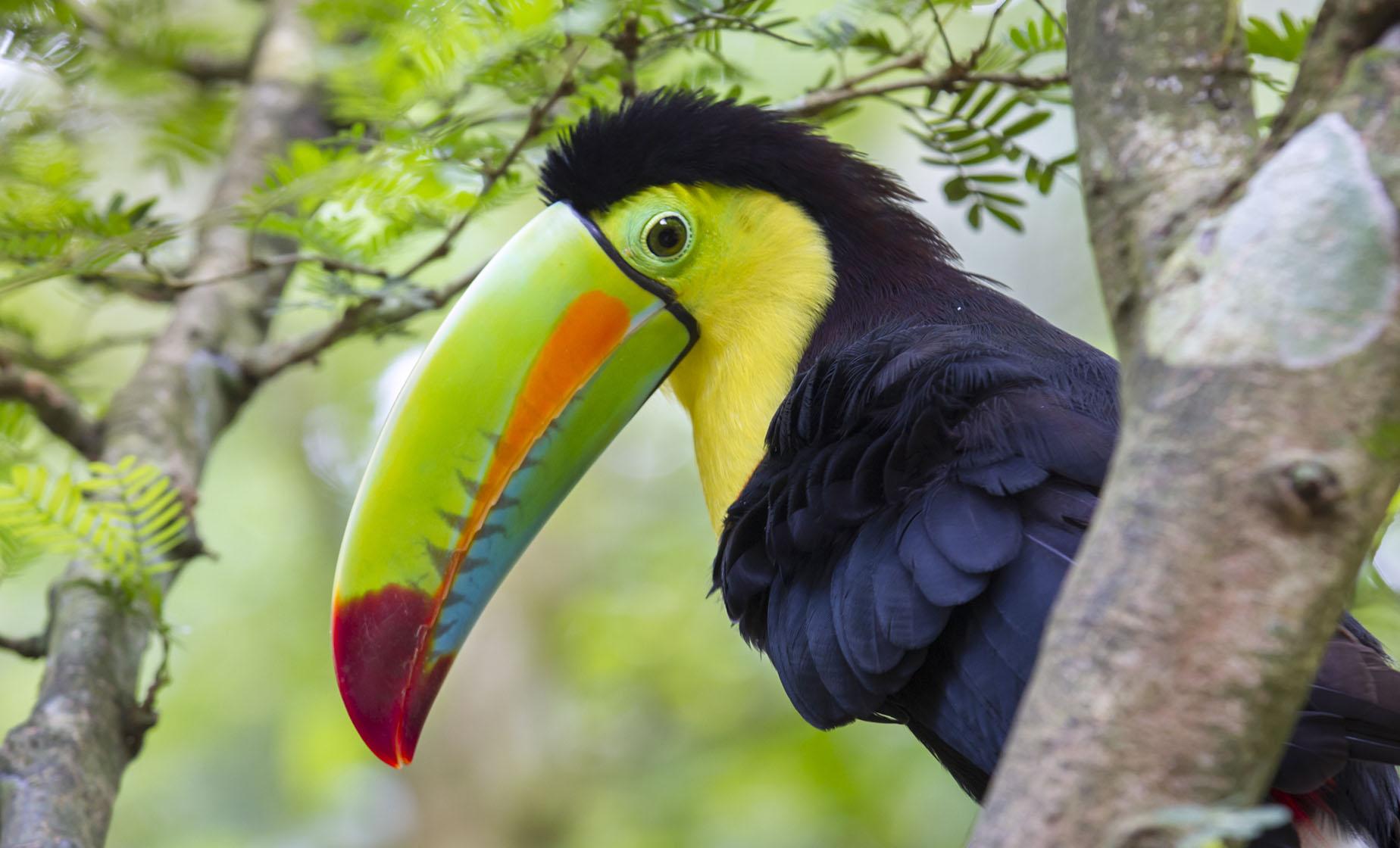 Corobici River Floating Wildlife Adventure - Image 1