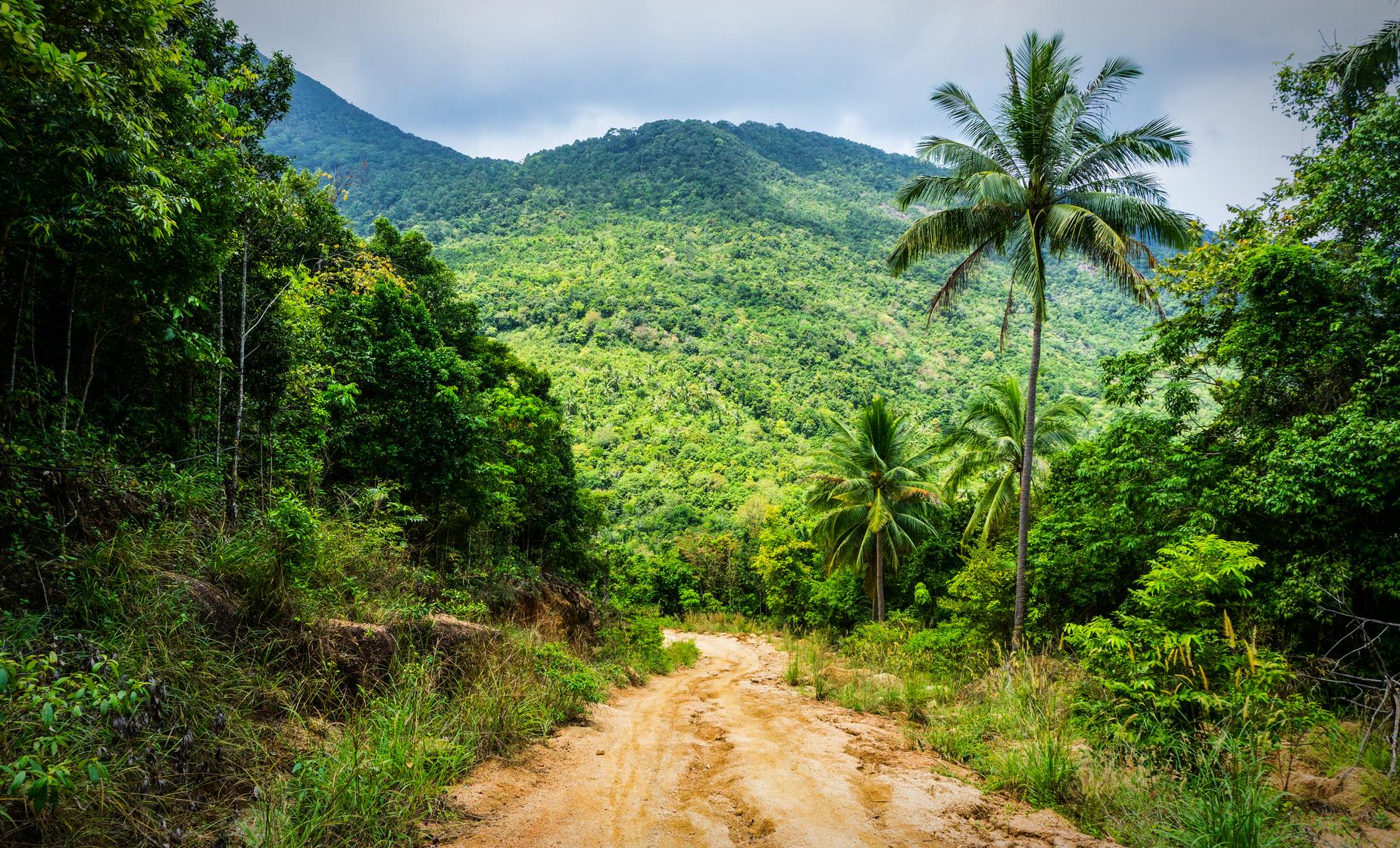 Jungle Buggy and Crocodile Safari - Image 1