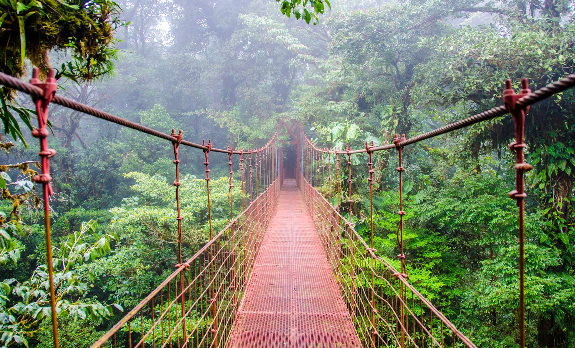 Monteverde Cloud Forest, Hanging Bridges and Coffee Tour - Image 1