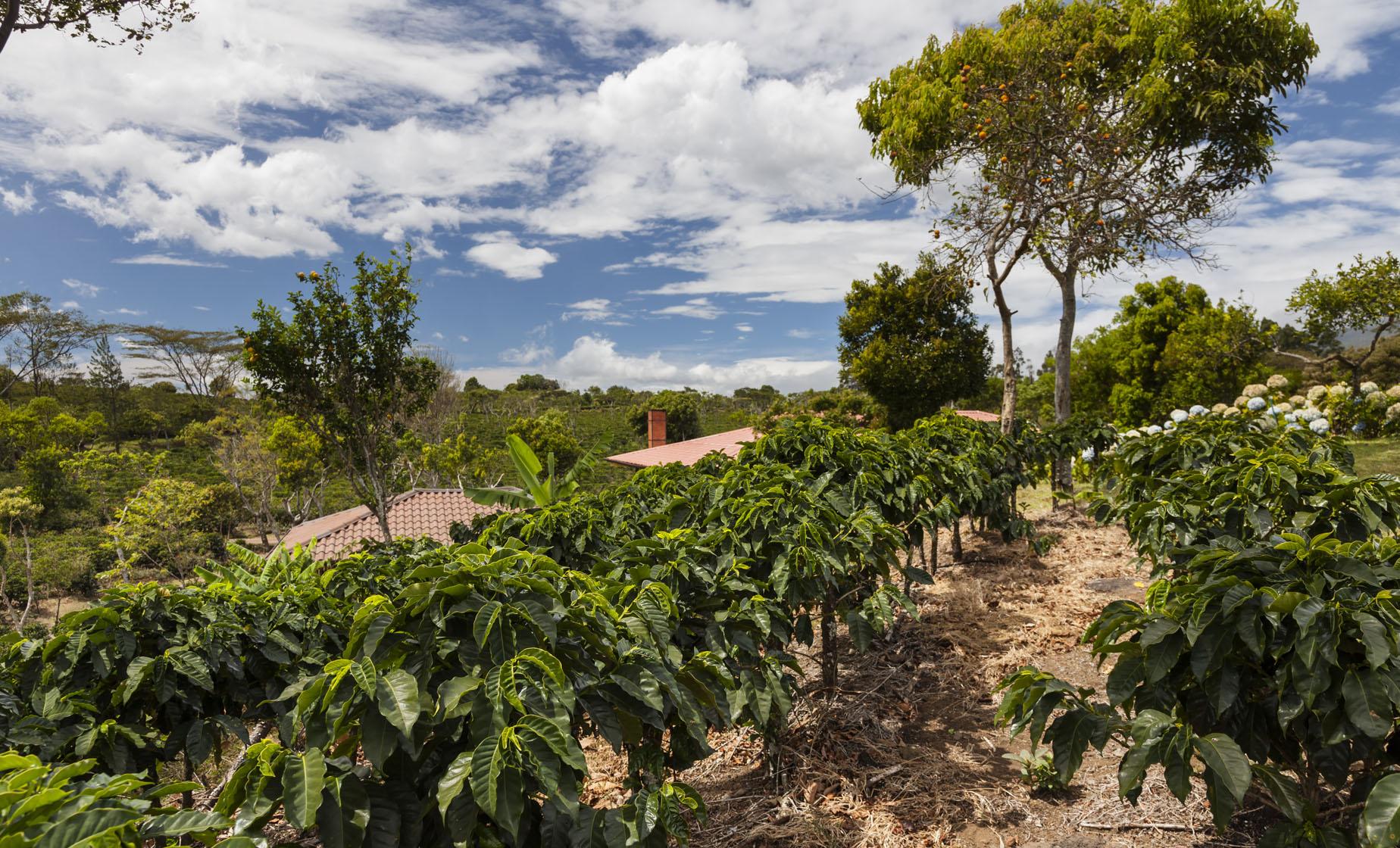 The Real Coffee Tour and Oxcart Factory - Image 1