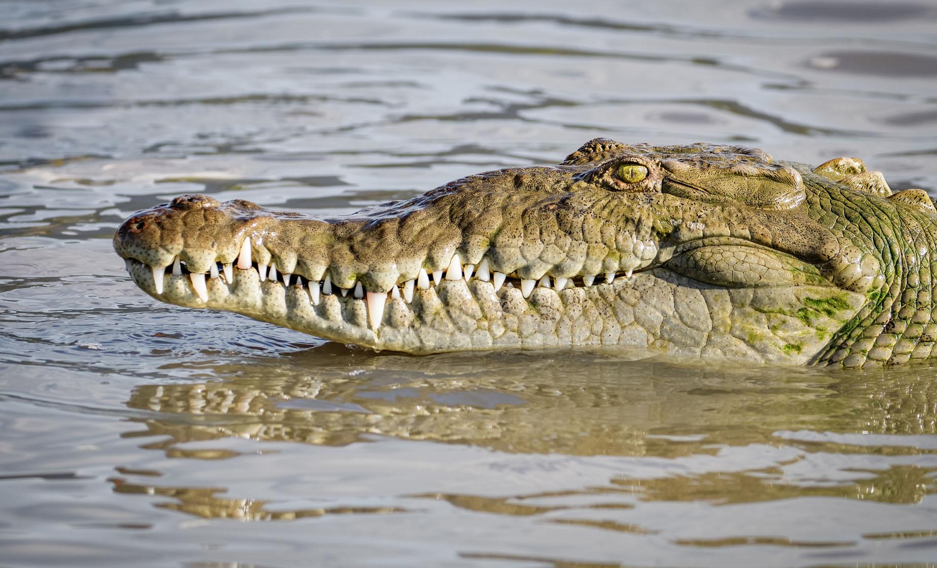 Wagon River Crossing in the Rainforest and Crocodile Safari - Image 1