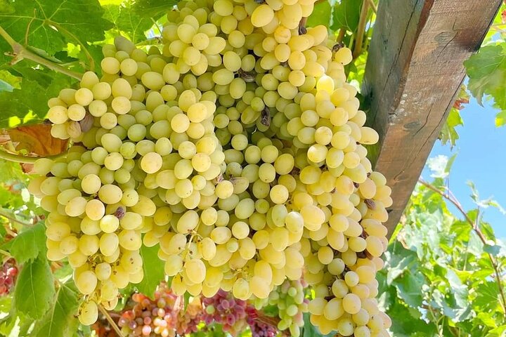 1 Day Rhodes Island Tour with Olive Oil, Honey, Wine Tasting Experience & Lunch - Image 5