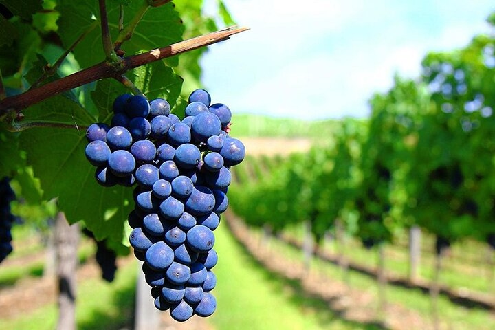 1 Day Rhodes Sightseeing Tour including Lunch & Wine Tasting - Image 5