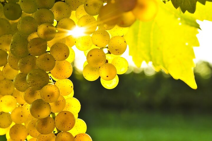 Food & Wine Tour: 11-Course Lunch, Wine Tasting & Cooking Class - Image 3