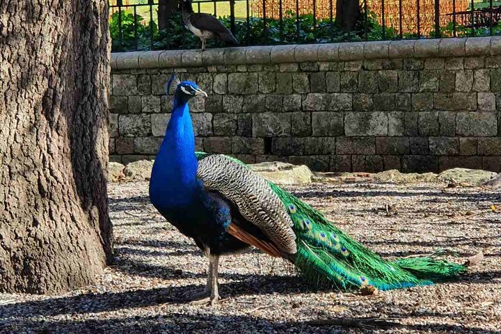 Happy Family Private Adventure in Rhodes with a Flexible Itinerary - Image 5