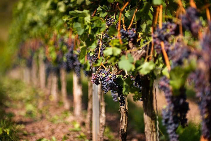 Private Lavish Wine Tour visiting Emponas, Kritinia and Pataludes Wine Producers - Image 4