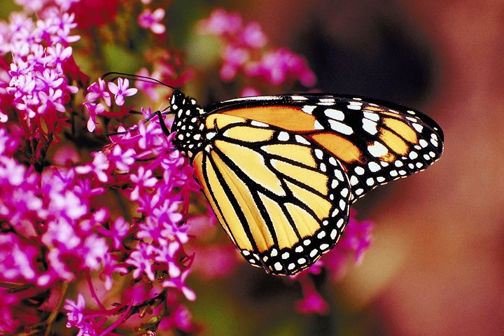 Private Tour: Valley of the Butterflies in Rhodes - Image 1