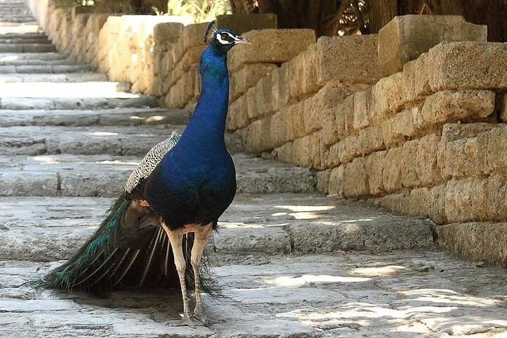 RHODES NATURE TOUR - Butterfly Valley + 7Springs + Filerimos Hill - Max 4 people - Image 1
