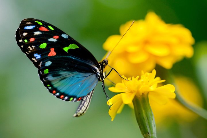Rhodes Shore Excursion: Private Valley of the Butterflies Day Trip - Image 1