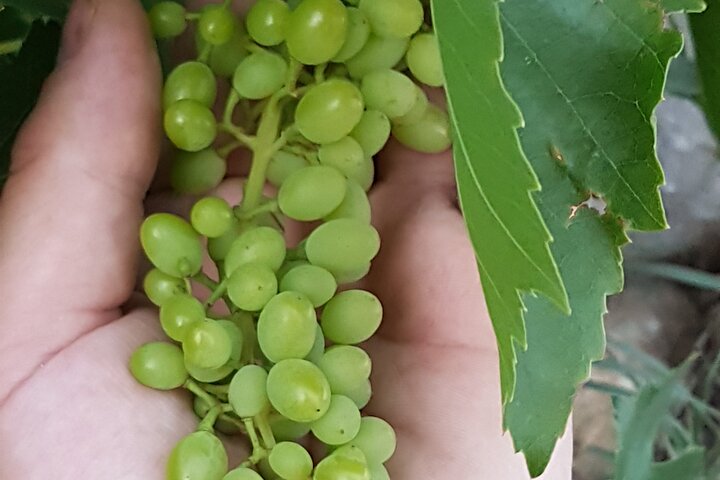 Rhodes Wine & Food Tour: 10 Meal Course Lunch, Wine Tasting, Cooking Class  - Image 4