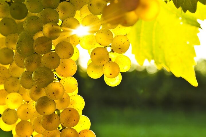 Rhodes Wine & Food Tour: 10 Meal Course Lunch, Wine Tasting, Cooking Class  - Image 1