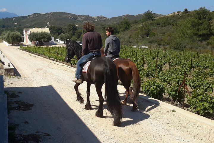 Rhodes Wine & Food Tour: 10 Meal Course Lunch, Wine Tasting, Cooking Class  - Image 5