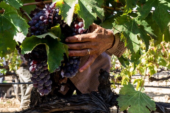 Rhodes Wine & Food Tour: 10 Meal Course Lunch, Wine Tasting, Cooking Class  - Image 2