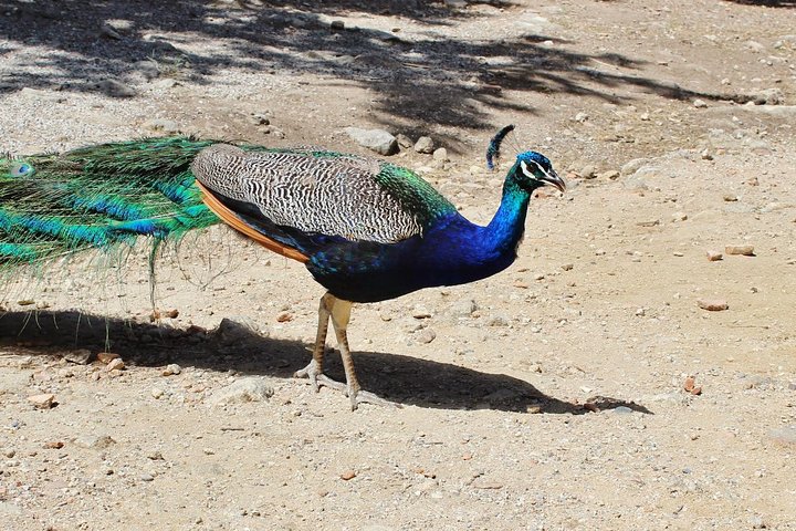 The Best of Rhodes & Lindos: Full Island Tour (Small Group) - Image 1