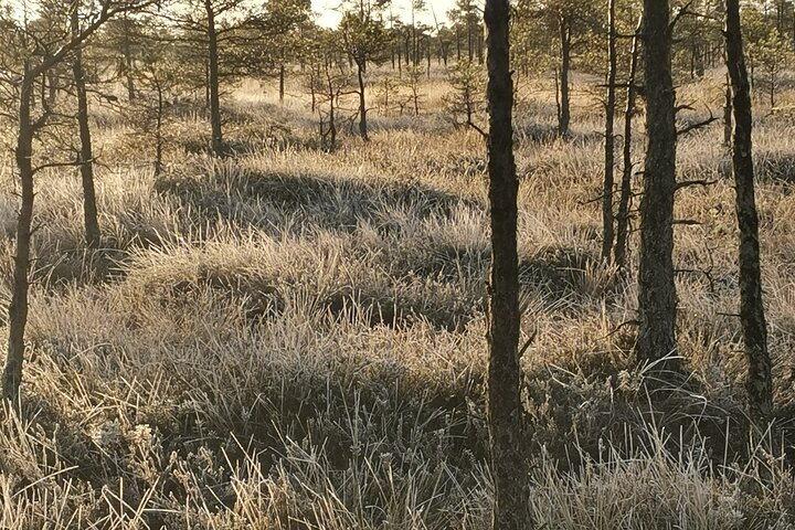 Private Kemeri National Park Bog Walking trail - Image 5
