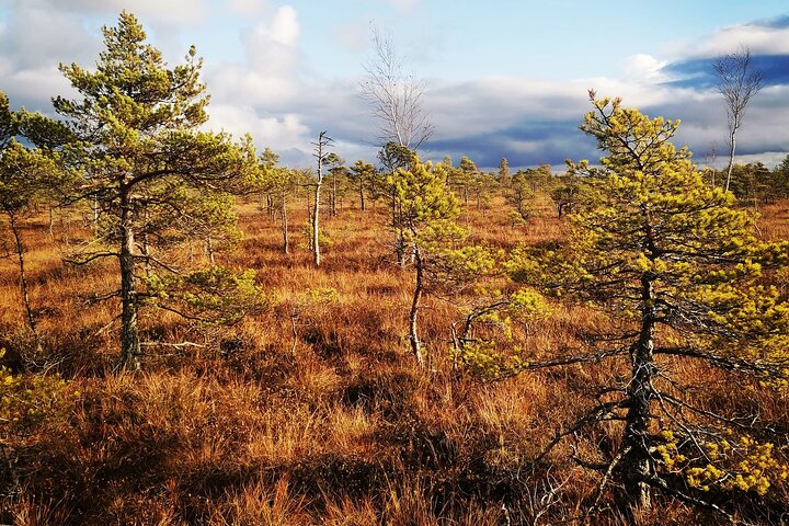 Private Kemeri National Park Bog Walking trail - Image 1