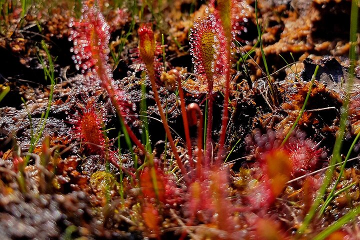 Private Kemeri National Park Bog Walking trail - Image 4