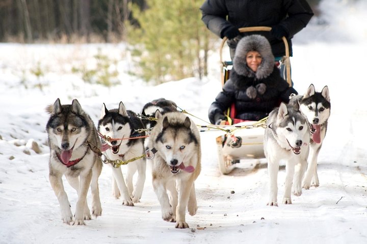 Riga Husky Sled Ride - Image 2