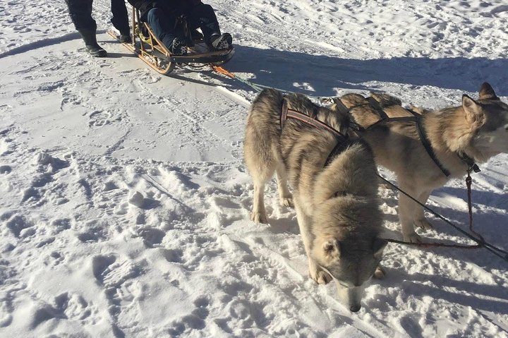 Riga Husky Sled Ride - Image 3