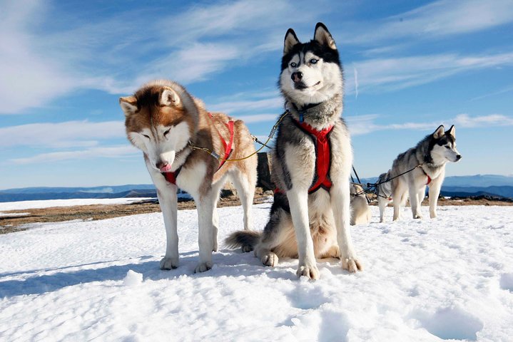 Riga Husky Sled Ride - Image 1