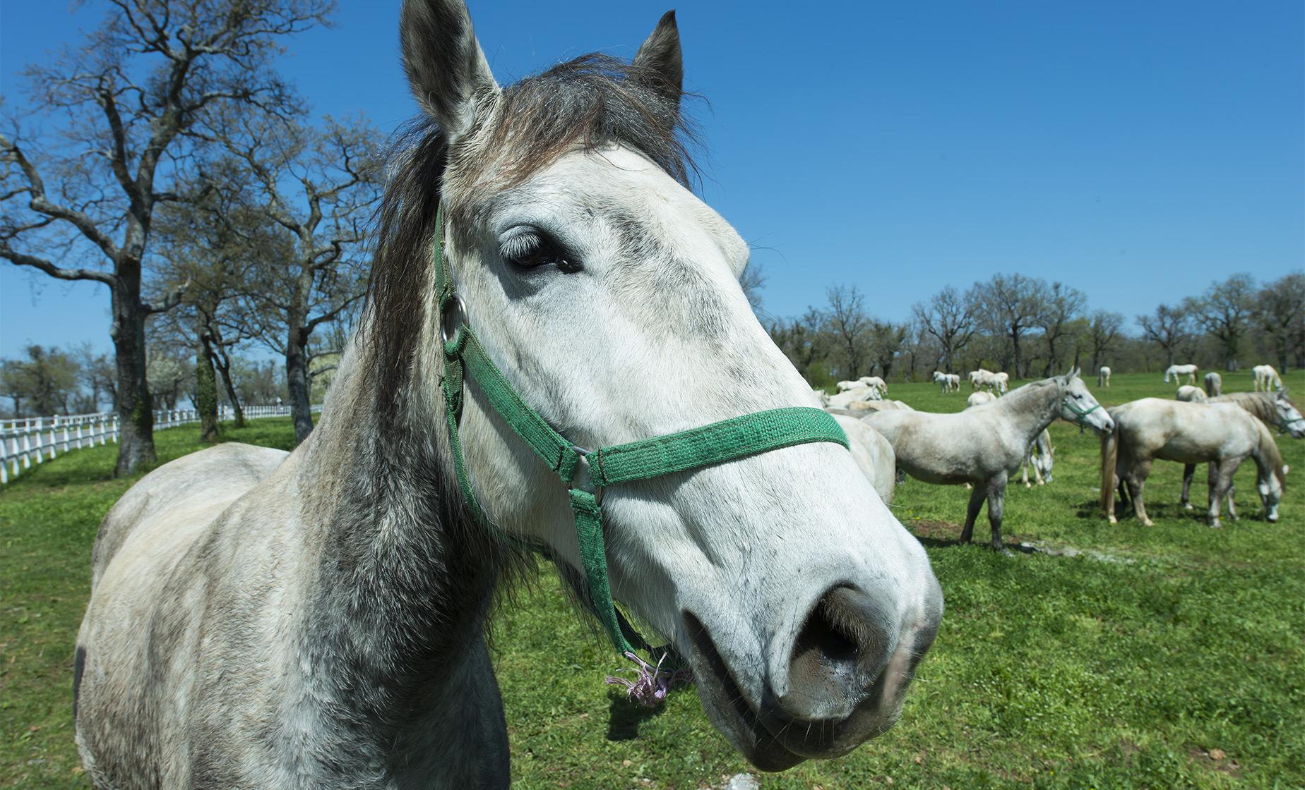 Lipica Stud Farm and Skocjan Caves - Image 1