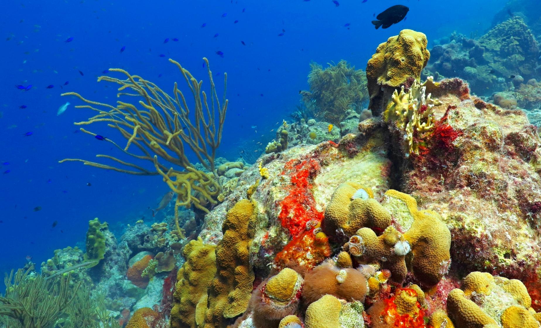 Beach Club, Reef and Starfish Snorkel - Image 1