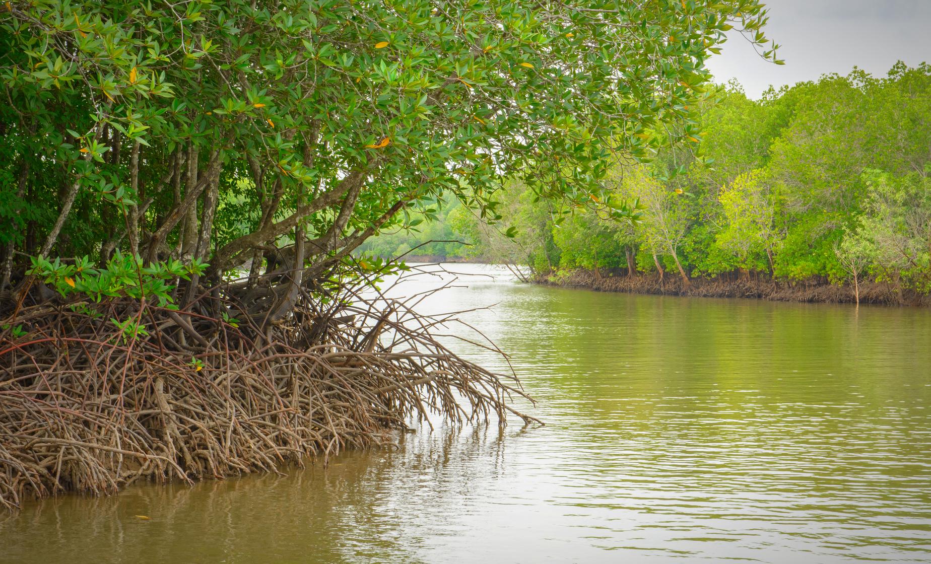 Garifuna and Mangrove Tunnel - Image 1