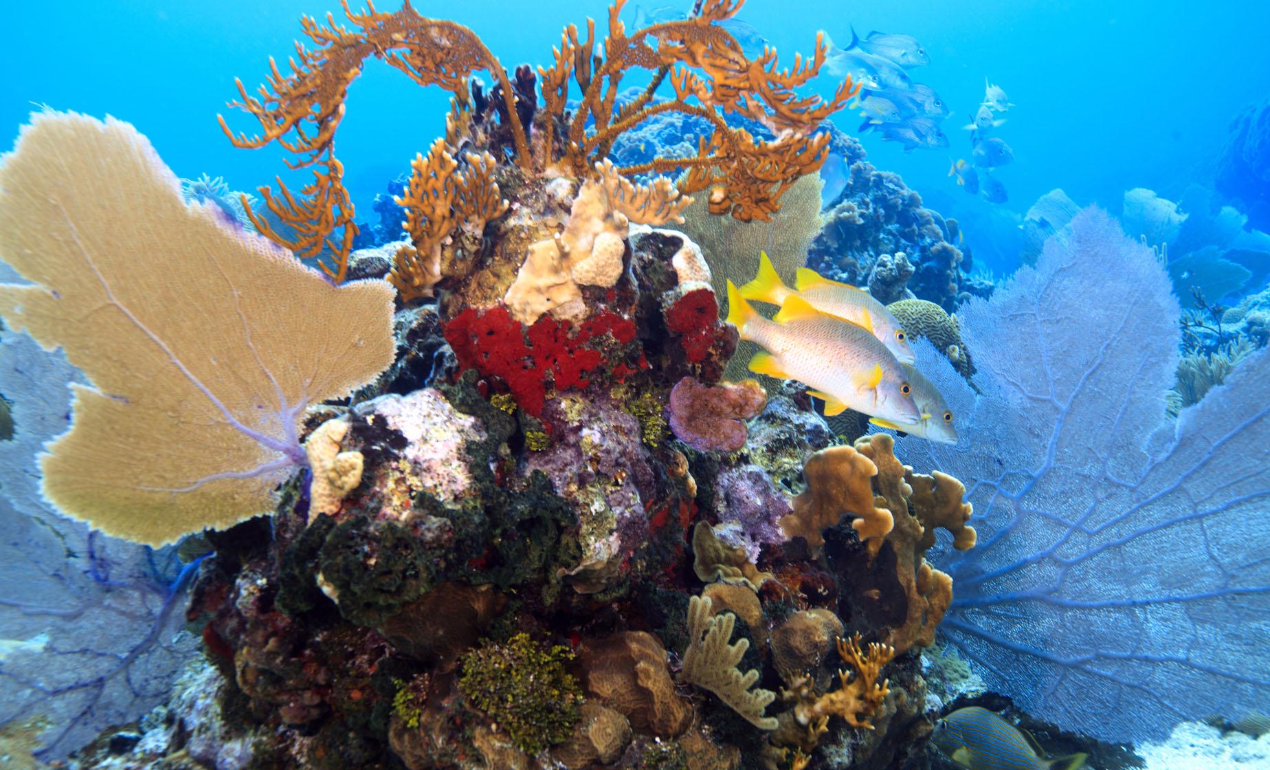 Glass Bottom Boat - Image 1